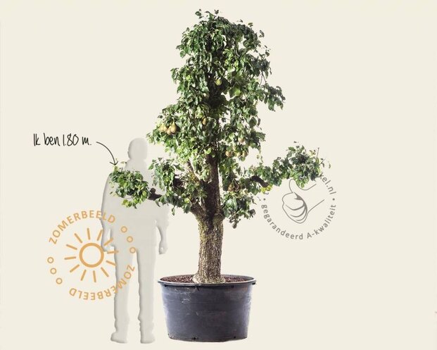 Alleen in winkel Pyrus communis 'Conference' - zeer oude laagstam