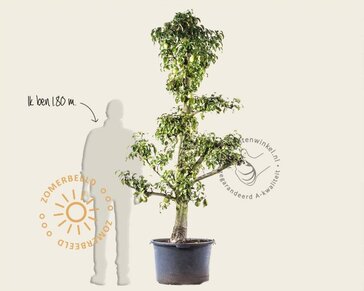 Alleen in winkel Pyrus communis 'Doyenne du Comice' - oude laagstam