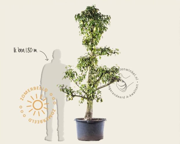 Alleen in winkel Pyrus communis 'Doyenne du Comice' - oude laagstam