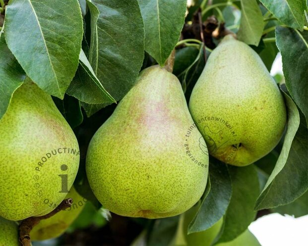 Alleen in winkel Pyrus communis 'Doyenne du Comice' - oude laagstam