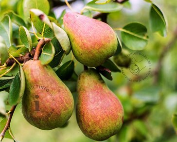 Pyrus communis 'Rote Williams' - halfstam