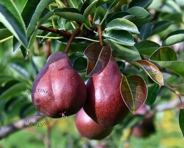 Pyrus communis 'Rote Williams' - halfstam