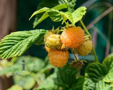 Rubus idaeus 'Fallgold'