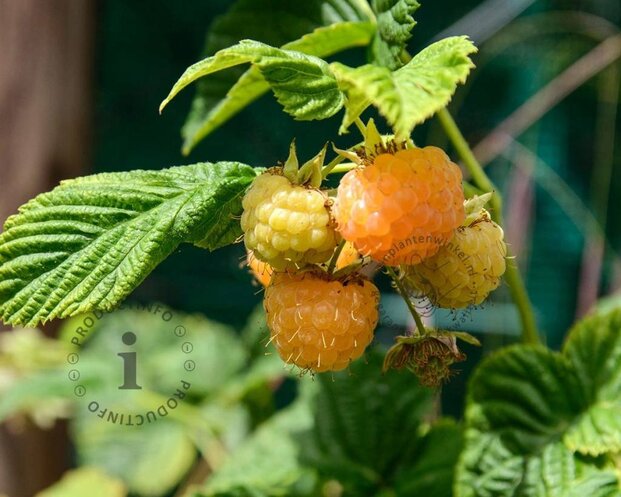Rubus idaeus 'Fallgold'