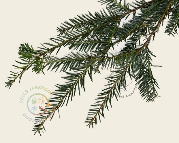 Lei-Taxus - Basic - pakket 6 stuks + EXTRA'S!