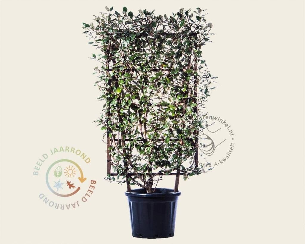 Elaeagnus ebbingei - In rek 070x120 cm