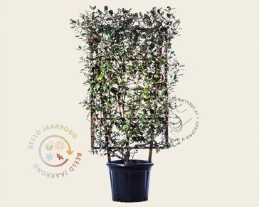 Elaeagnus ebbingei - In rek 70x120 cm