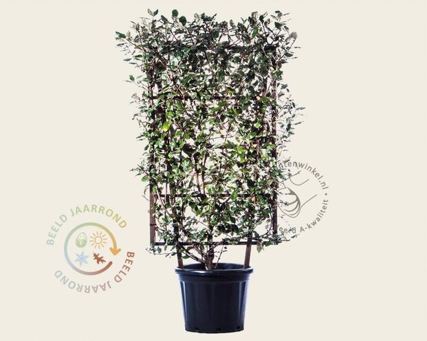 Elaeagnus ebbingei - In rek 70x120 cm