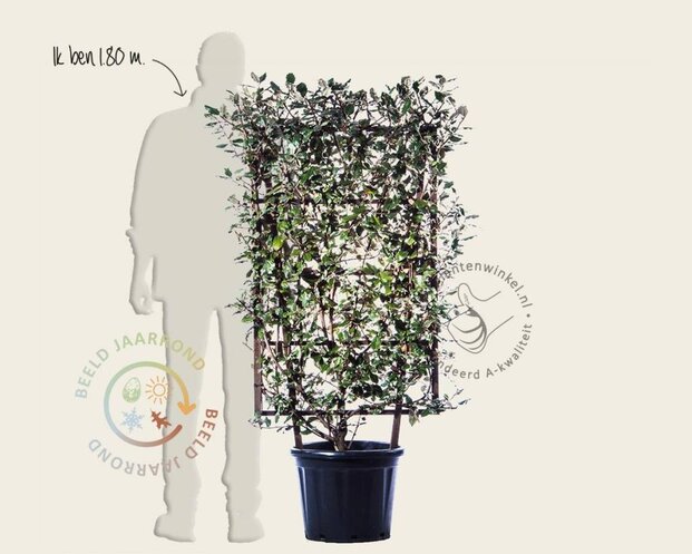 Elaeagnus ebbingei - In rek 70x120 cm