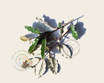 Elaeagnus ebbingei - In rek 70x120 cm