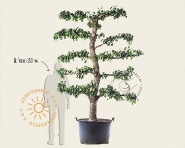Alleen in winkel Pyrus communis 'Conference' - oude lei-vorm