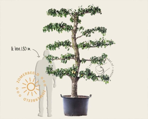 Alleen in winkel Pyrus communis 'Conference' - oude lei-vorm