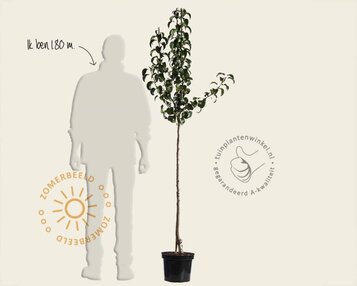 Pyrus communis 'Doyenne du Comice' - halfstam image