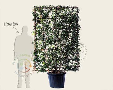 Photinia fraseri 'Red Robin' - In rek 130x200 cm