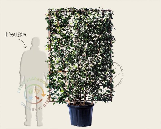 Photinia fraseri 'Red Robin' - In rek 130x200 cm