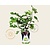 Ficus carica 'Blanca Gota' - struik