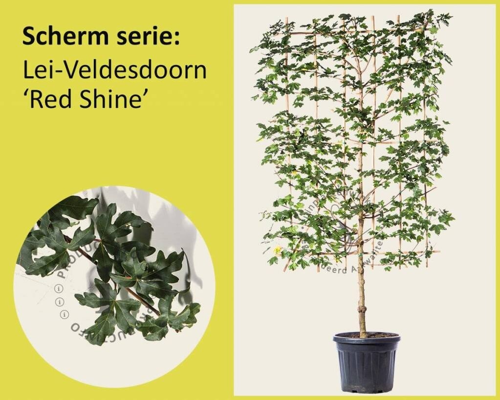 Lei-Veldesdoorn 'Red Shine' - Scherm