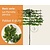 Lei-Parrotia - Basic - pakket 4 stuks + EXTRA'S!