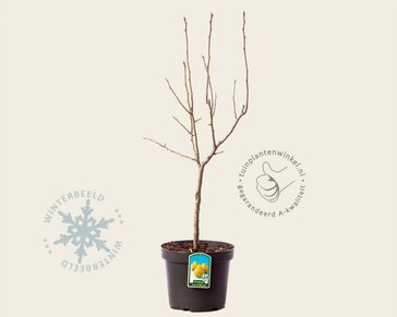 Pyrus communis 'Gieser Wildeman' - mini