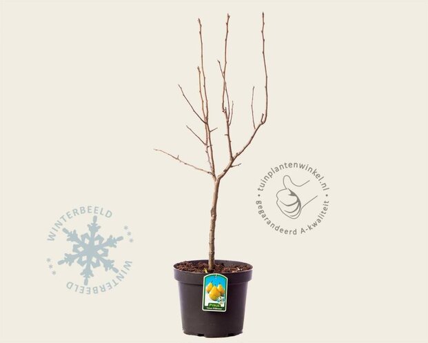 Pyrus communis 'Gieser Wildeman' - mini