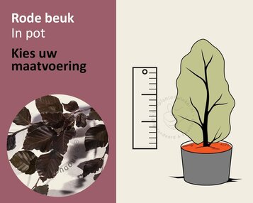 Fagus sylvatica 'Atropunicea' (Rode Beuk) - in pot image
