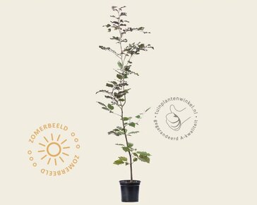 Fagus sylvatica 'Atropunicea' (Rode Beuk) - in pot