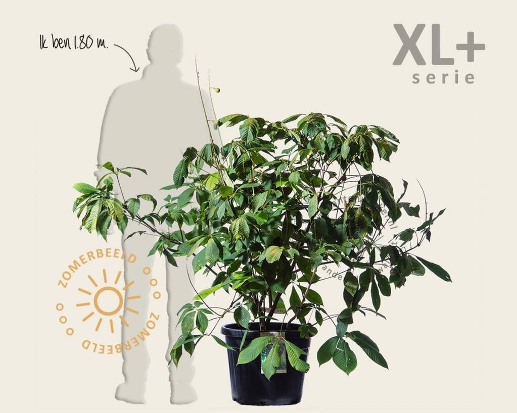 Aesculus parviflora - XL+