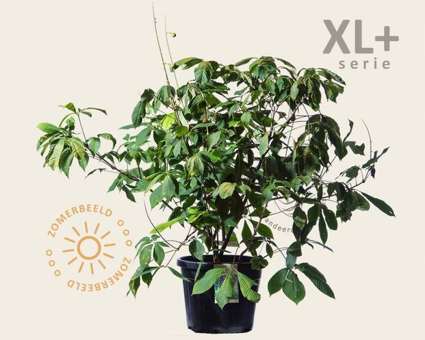 Aesculus parviflora - XL+