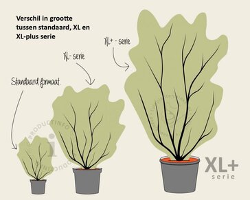 Aesculus parviflora - XL+