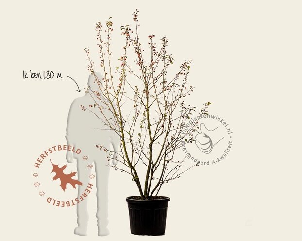 Malus 'Evereste' - XL+