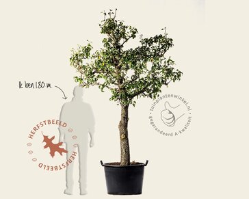 Alleen in winkel Pyrus communis 'Conference' - oude halfstam