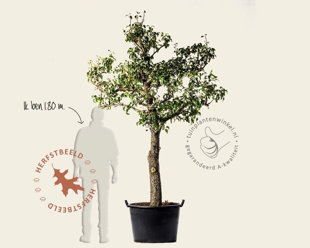 Alleen in winkel Pyrus communis 'Conference' - oude halfstam