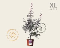 Acer palmatum 'Bloodgood' - XL