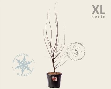 Acer palmatum 'Bloodgood' - XL