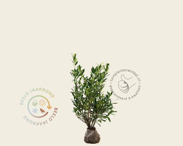 Prunus laurocerasus 'Caucasica' - kluit