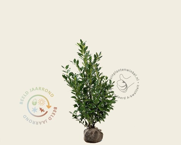 Prunus laurocerasus 'Caucasica' - kluit