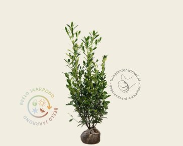 Prunus laurocerasus 'Caucasica' - kluit