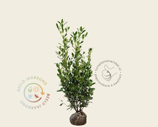 Prunus laurocerasus 'Caucasica' - kluit