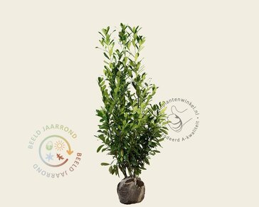 Prunus laurocerasus 'Caucasica' - kluit