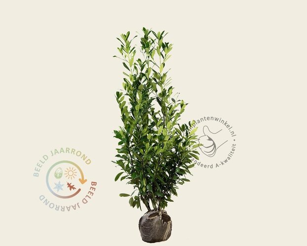 Prunus laurocerasus 'Caucasica' - kluit