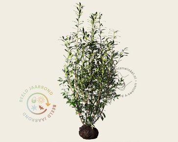 Prunus laurocerasus 'Caucasica' - kluit