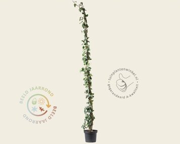 Hedera hibernica 175/200 image