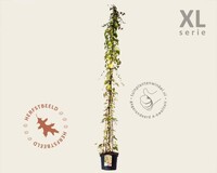 Parthenocissus tricuspidata 'Veitchii' - XL