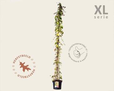 Parthenocissus tricuspidata 'Veitchii' - XL
