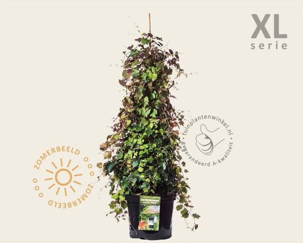 Parthenocissus tricuspidata 'Veitchii' - XL