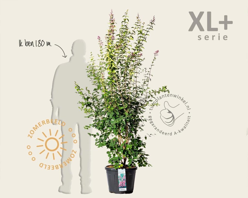 Syringa microphylla 'Superba' - XL+