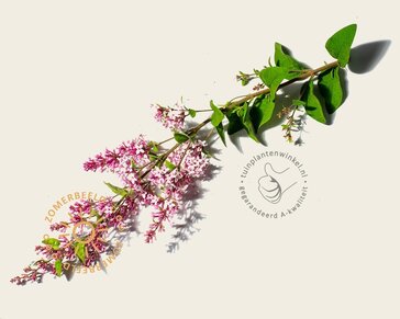 Syringa microphylla 'Superba' - XL+