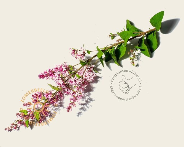 Syringa microphylla 'Superba' - XL+