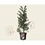 Ilex aquifolium 'J.C. Van Tol' - in pot