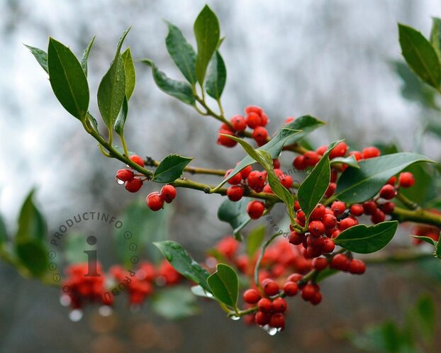 Ilex aquifolium 'J.C. Van Tol' - in pot
